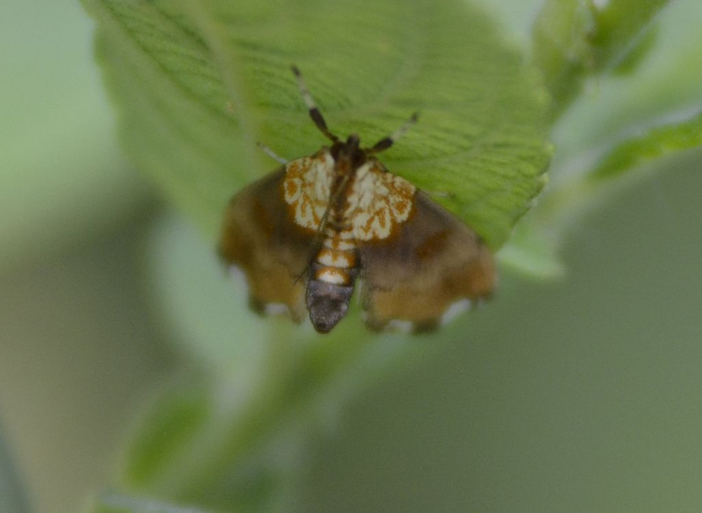 Agrotera nemoralis, Crambidae